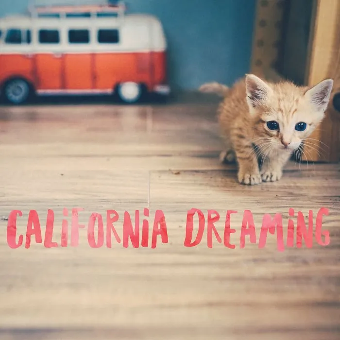 Rescue Kitten Gets A California Dreaming Photoshoot