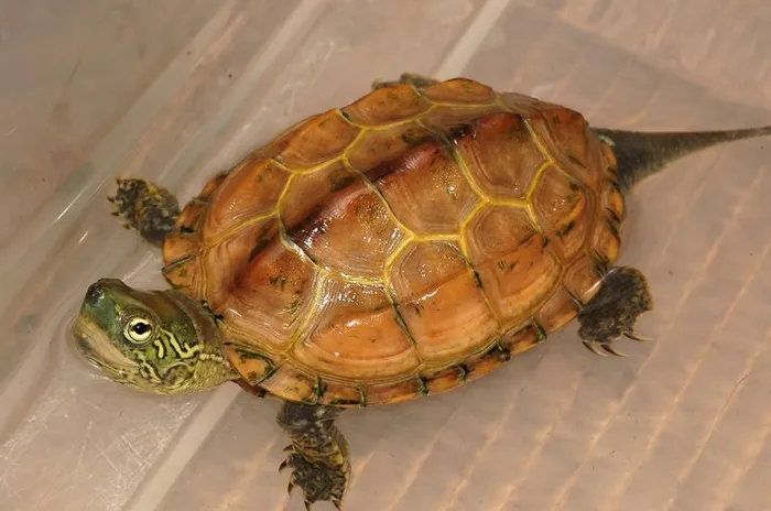 Japanese Coin Turtle