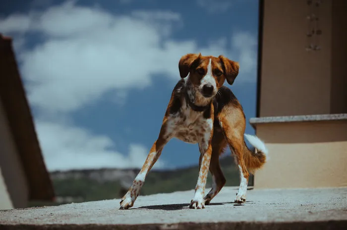 Roof Dog
