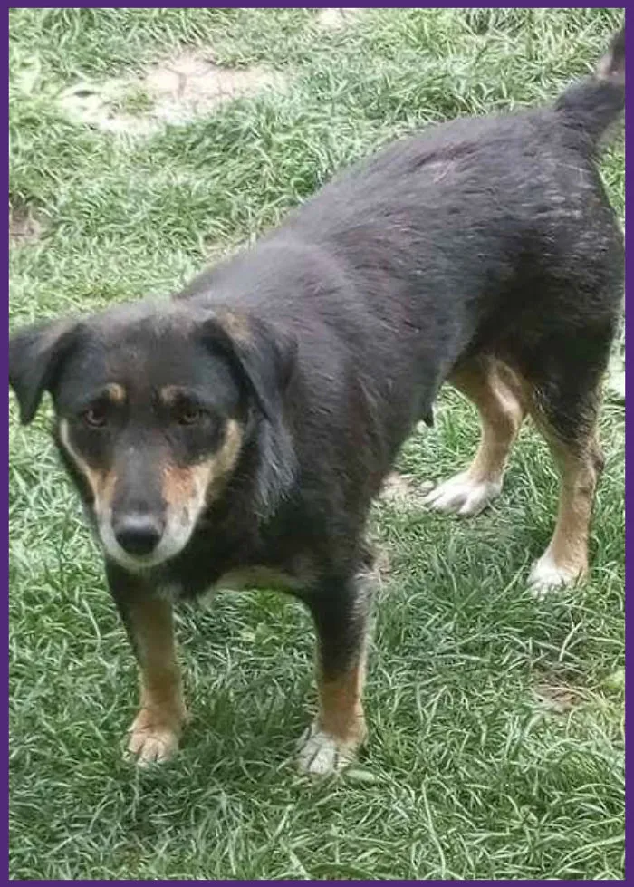 Depressed Mom Dog Needs A Home Urgently