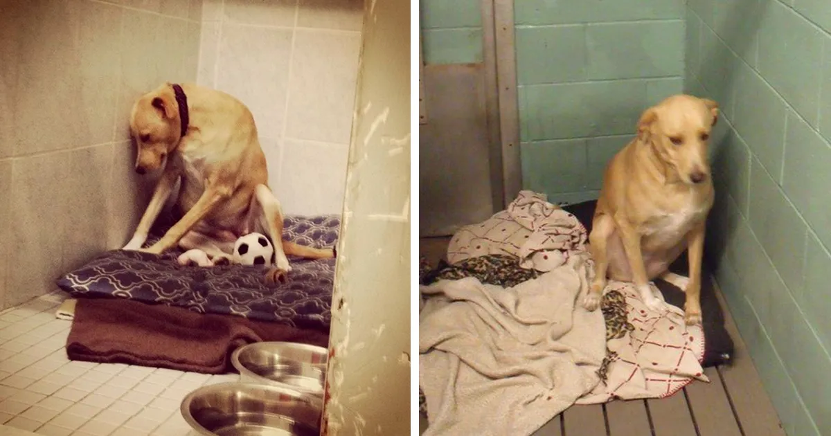 El "perro más triste del mundo" se ha vuelto a quedar sin hogar, y puede que lo sacrifiquen si no es adoptado pronto