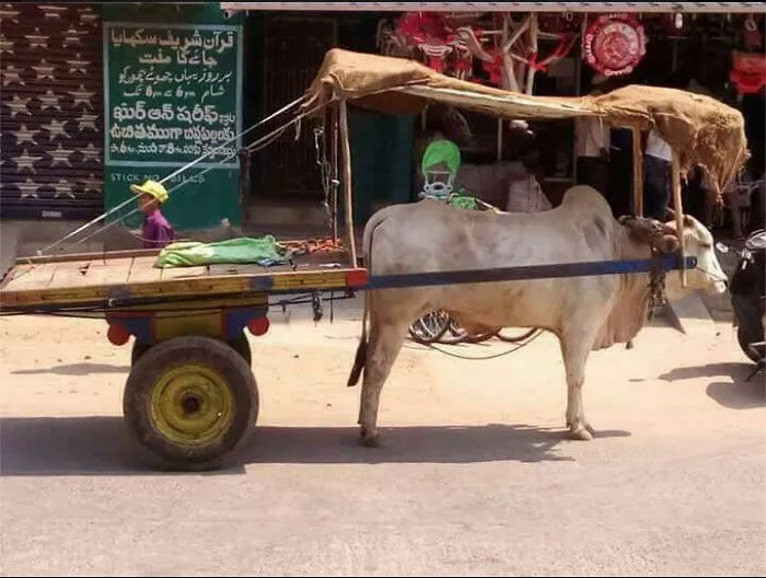 Salute The Bull Cart Owner - He Treats It In A Humane Way