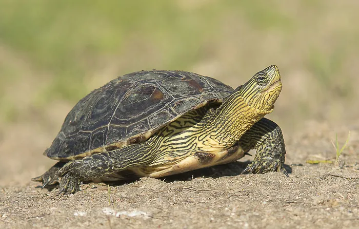 Chinese Stripe-necked Turtle