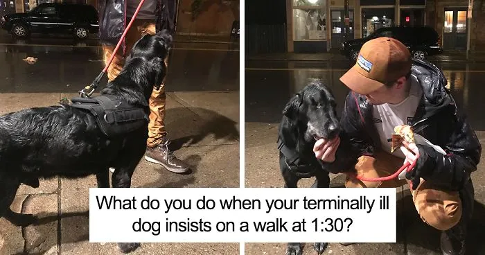 Terminally Sick Dog Insists On Taking A Walk At 1:30, Owner Knows Exactly Where To Take Him