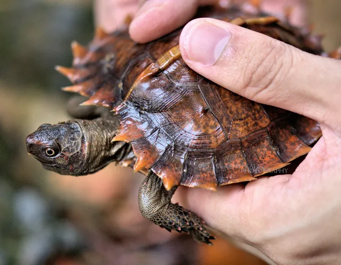 Spiny Turtle