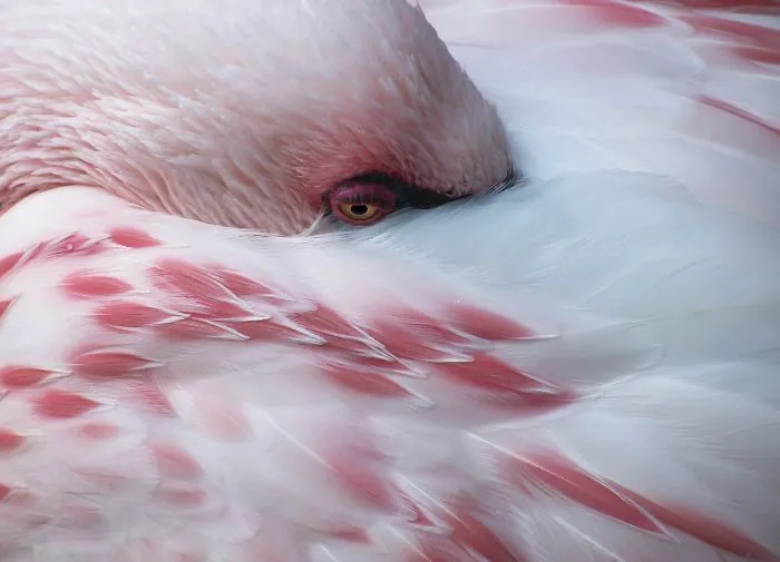 84 Gorgeous Flamingo Pics To Celebrate Pink Flamingo Day