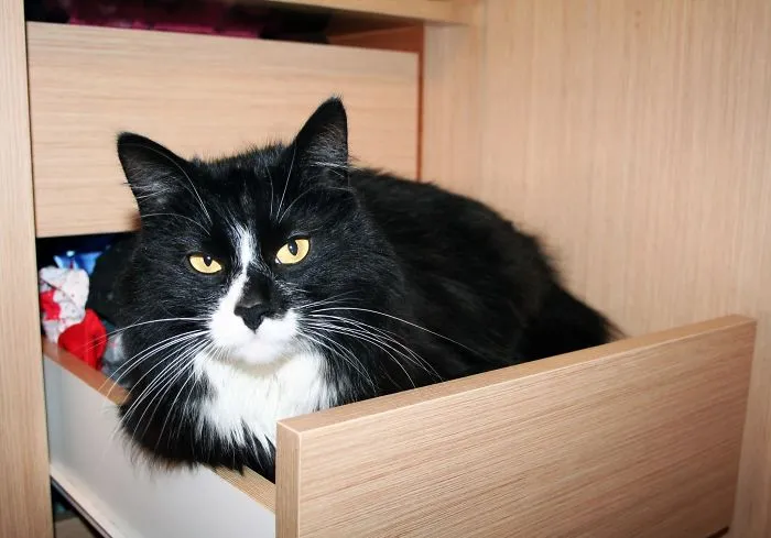 In The Underwear Drawer Like A Boss!