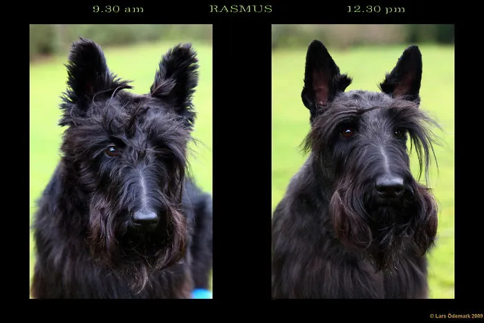 Dog Before Hair Cut & After