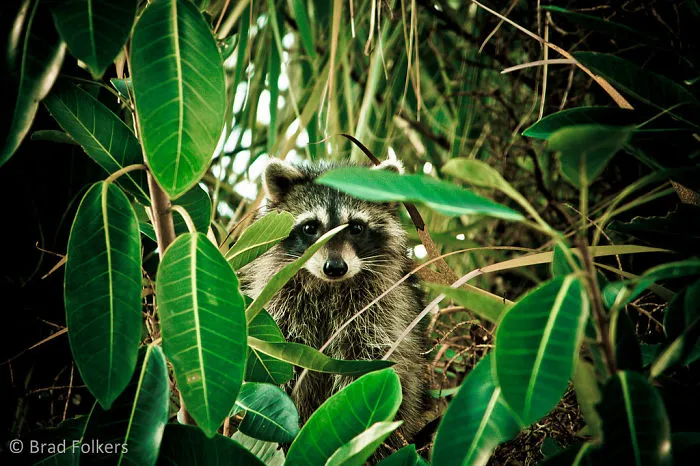 86 Trash Panda Pics That Prove They're The Cutest Animal In The World