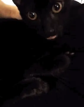 Cat Or Dog?