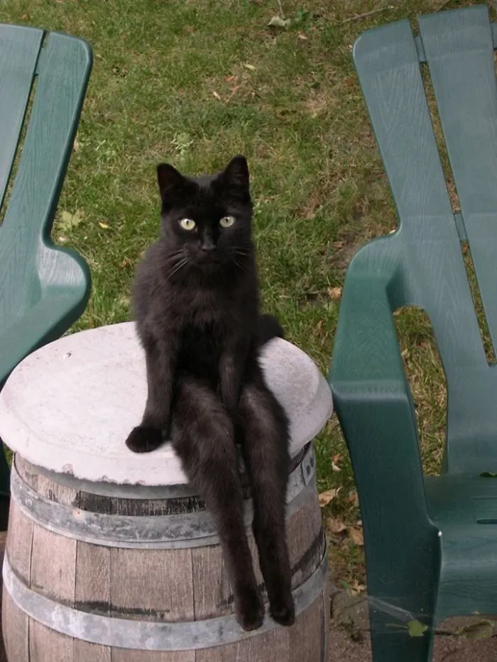 This Cat Pretending To Be Human