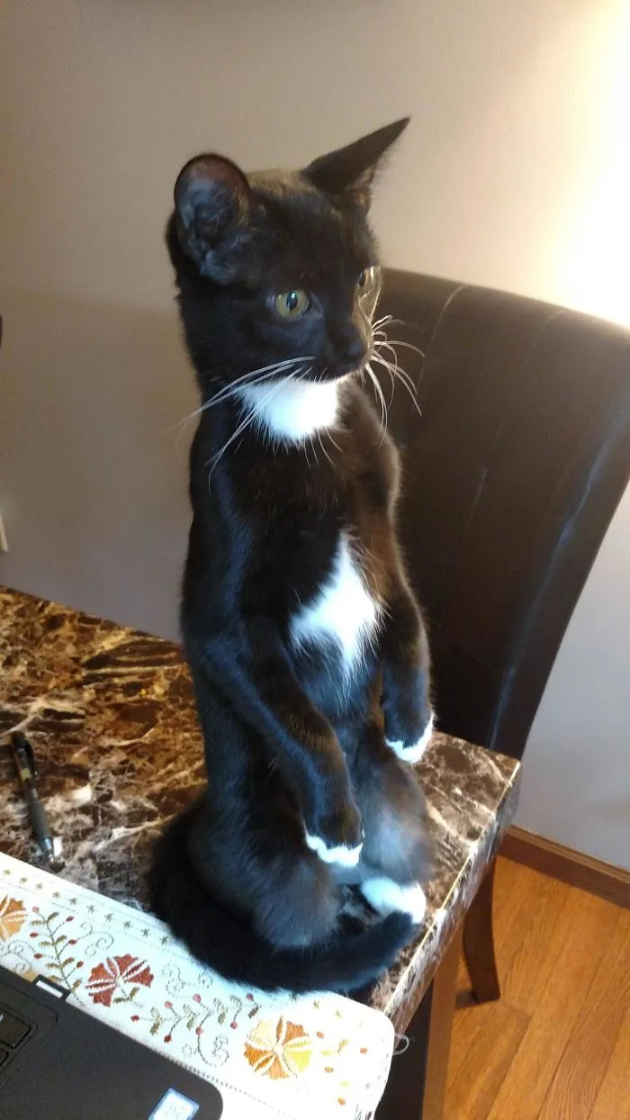We Get It Strudel, You're Weird And You're A Meerkat