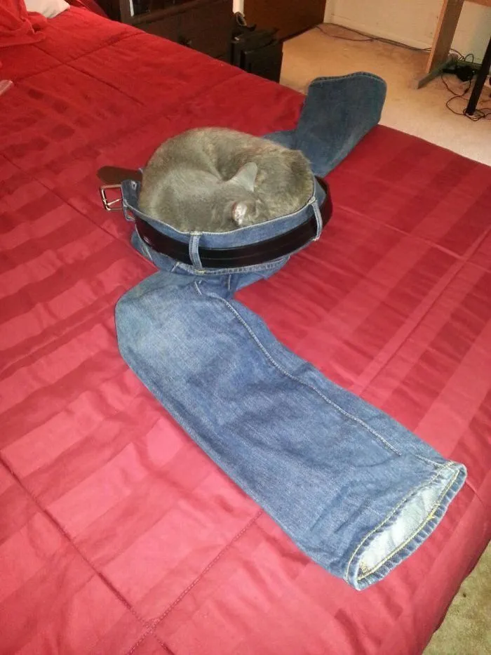 Cats Are Weird