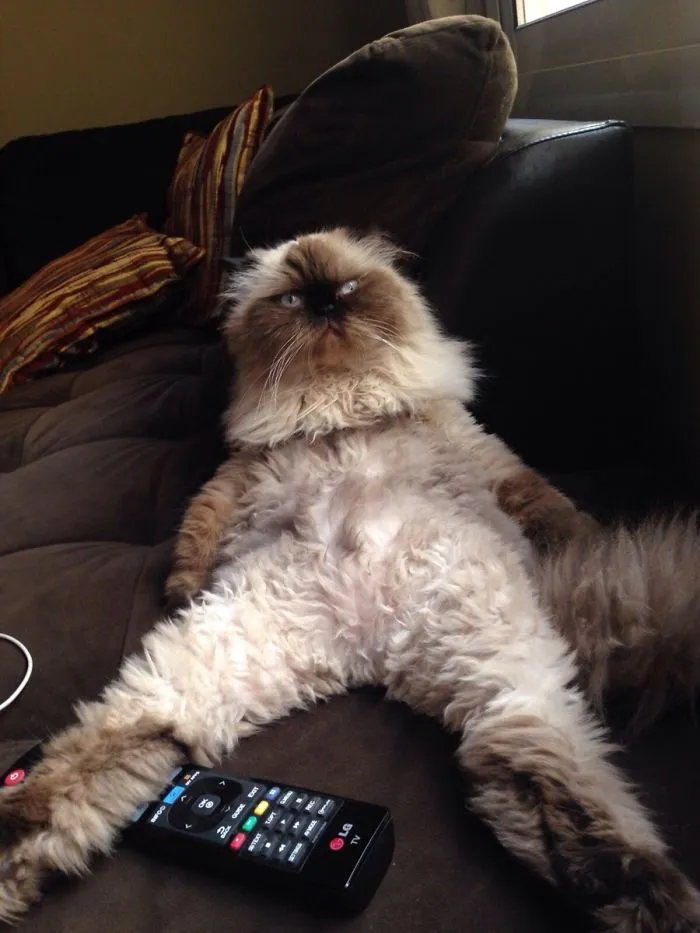 My Mom Just Sent Me This Picture Of Our Cat Lucy. She's Such A Weirdo