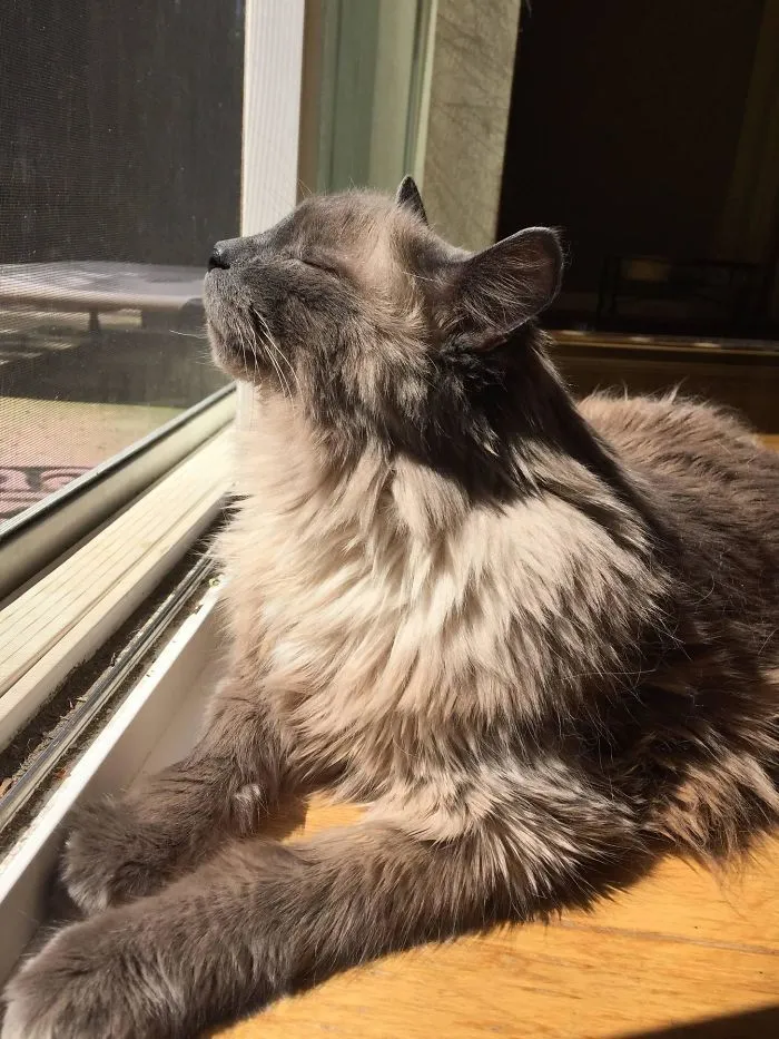 Such Sun... Much Happy