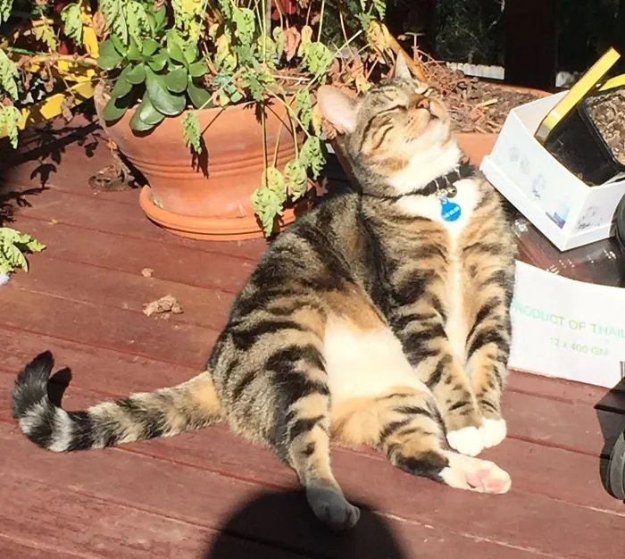 Kitty Enjoying The Morning Sun
