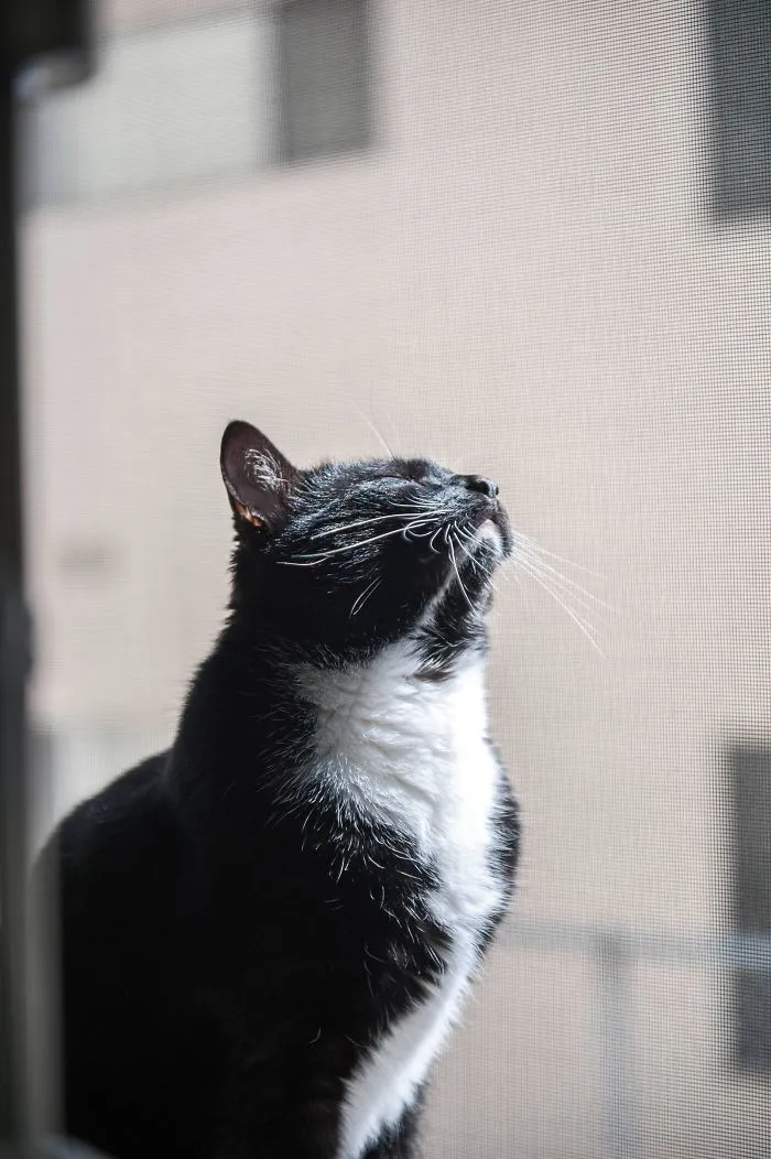 My Little Dude Loves Basking In The Afternoon Sun