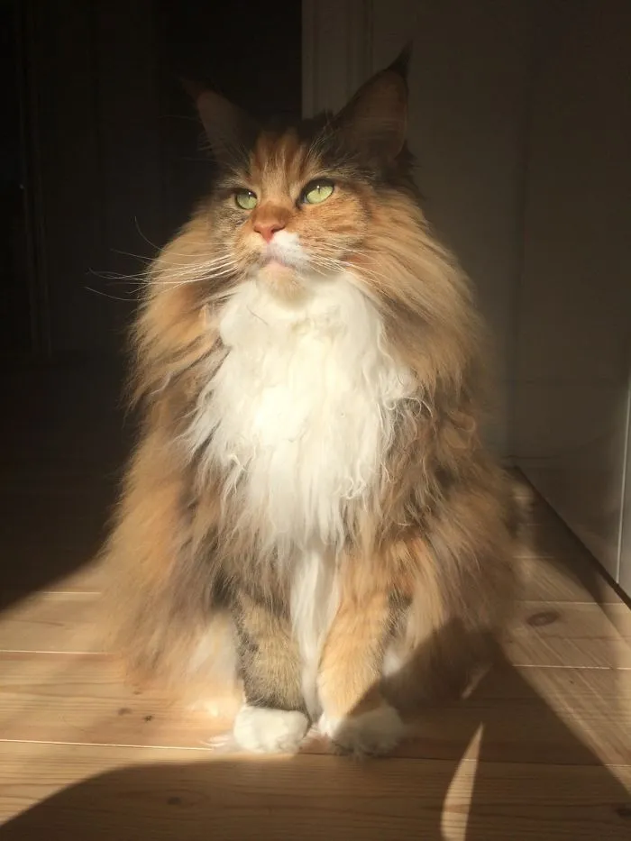 Pixel Enjoying The Sun