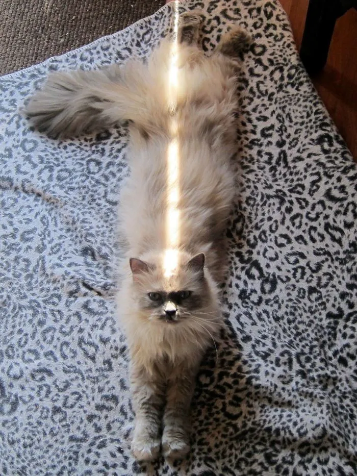 She Knows How To Get The Most Out Of A Sliver Of Sunshine