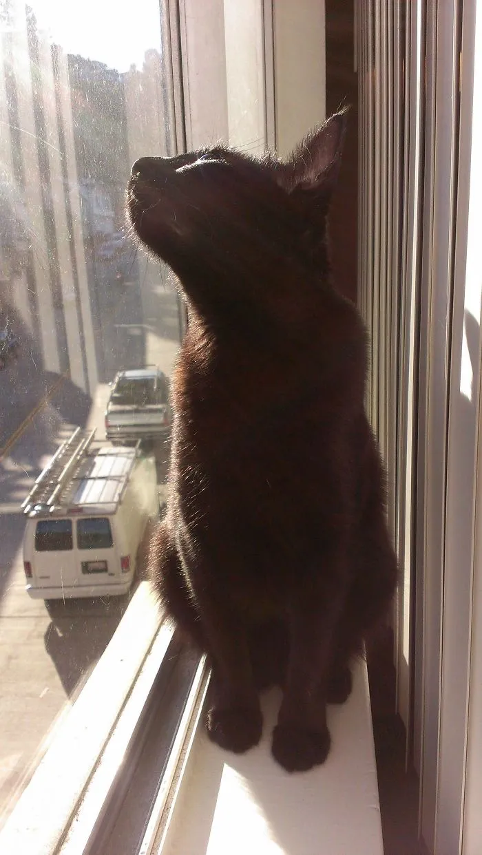 Let The Sunshine In