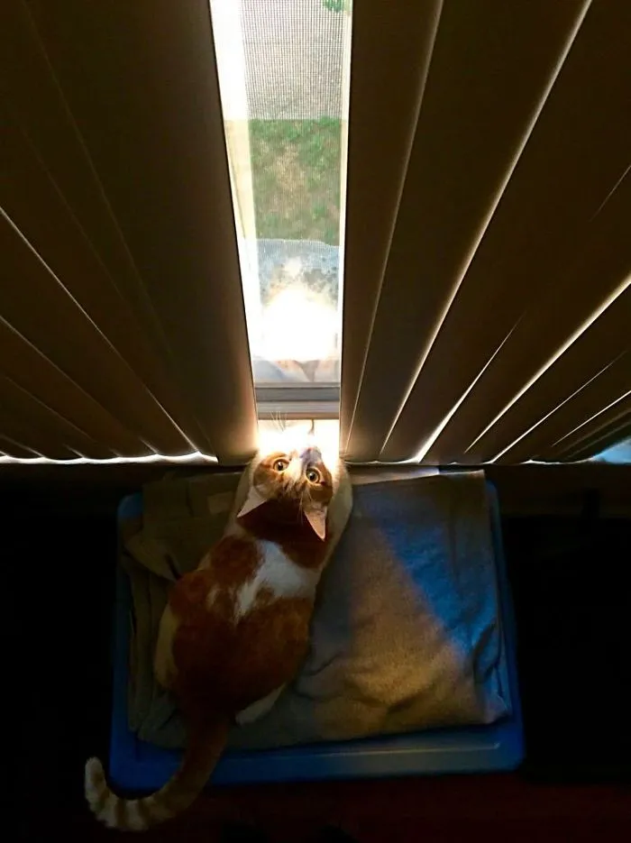 Good Morning Sunshine