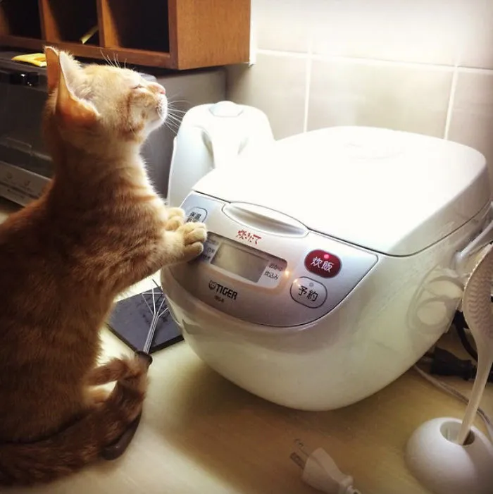 Le gusta sentarse cerca de la arrocera y oler el arroz recién cocinado
