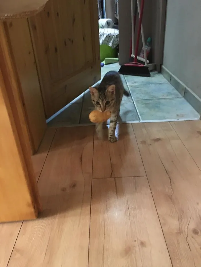 Mi gato roba patatas