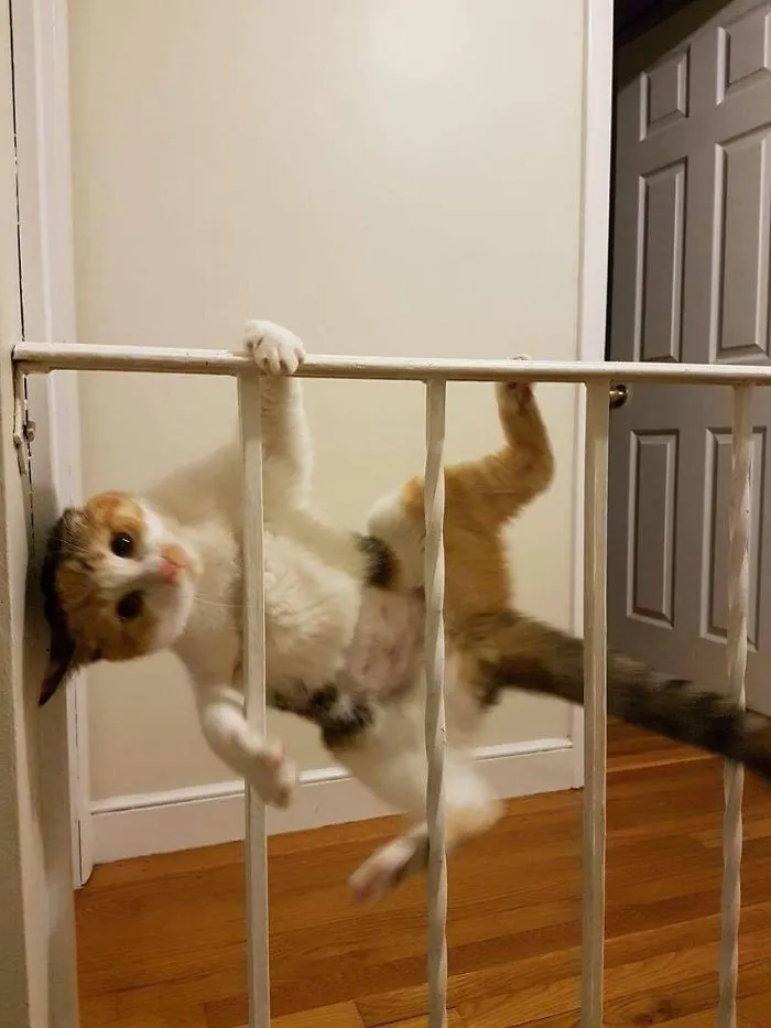 My Friend Got A New Cat That Likes To Climb On Banisters