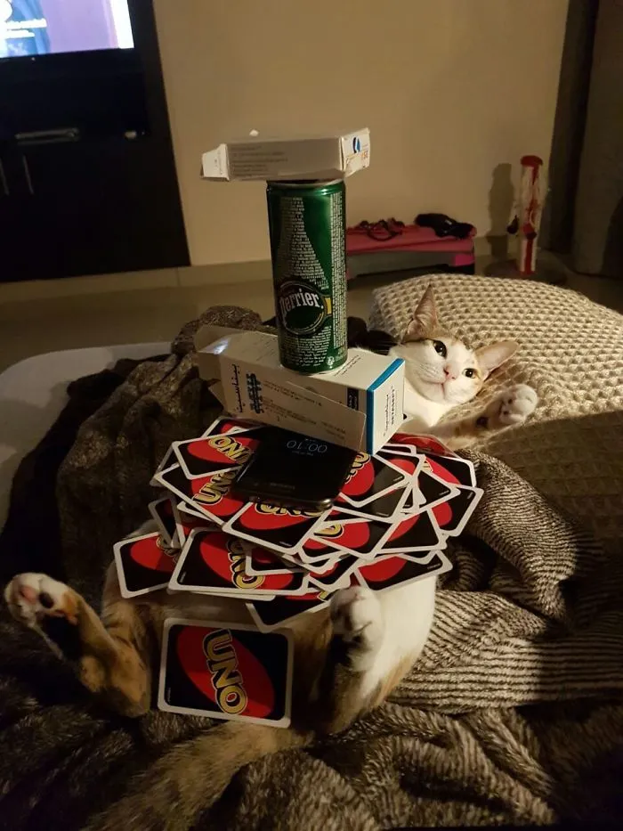 My Cat Lets Me Stack Things On Her Belly