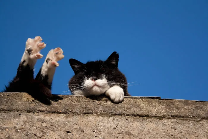 Ah! The Life Of A Cat!