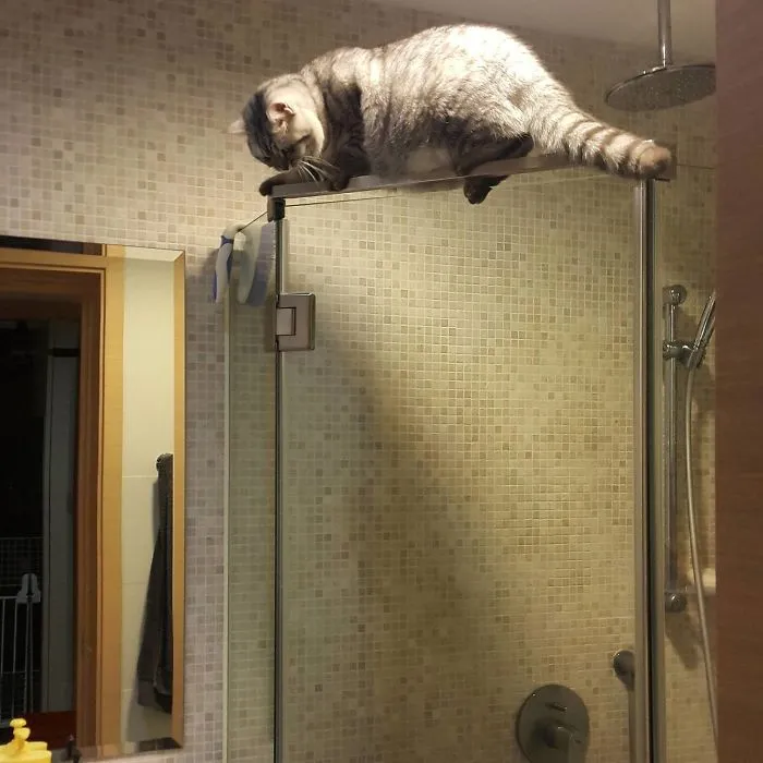 So I Came Home From Work To Hear Meowing From The Bathroom. This Is What I Found