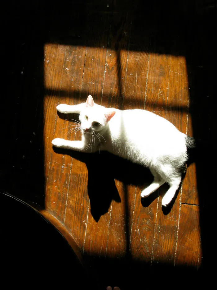 Nibble In The Window