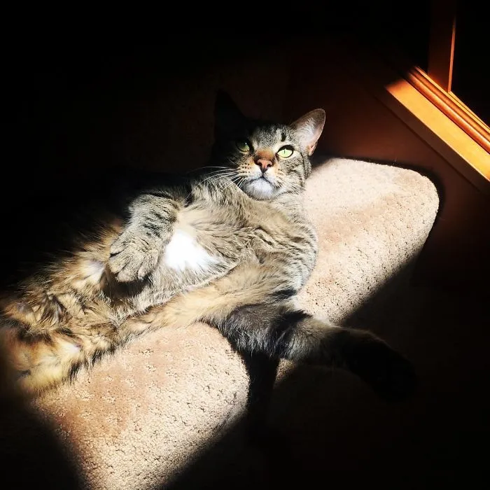 My Friends Cat Sunbathing