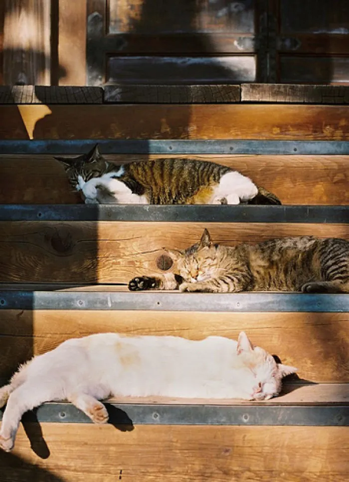 Cat Lounge