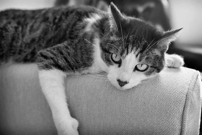 It's My Couch