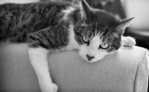 People Are Sharing Pics Of Their Cats Acting Weird (Add Yours)