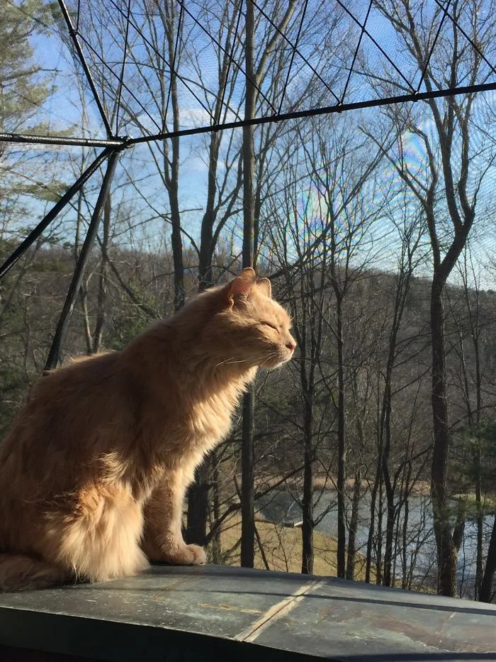 My 21 Year Old Cat Enjoying The Warmth Of The Sun On A Fall Day