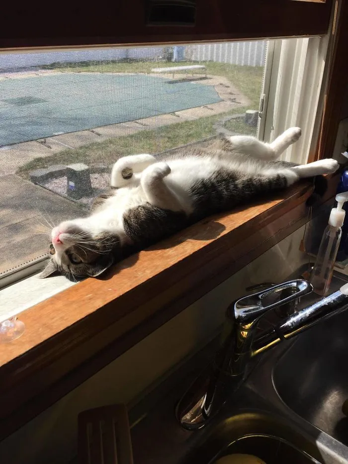 My Cat Was Really Enjoying Today's Sun