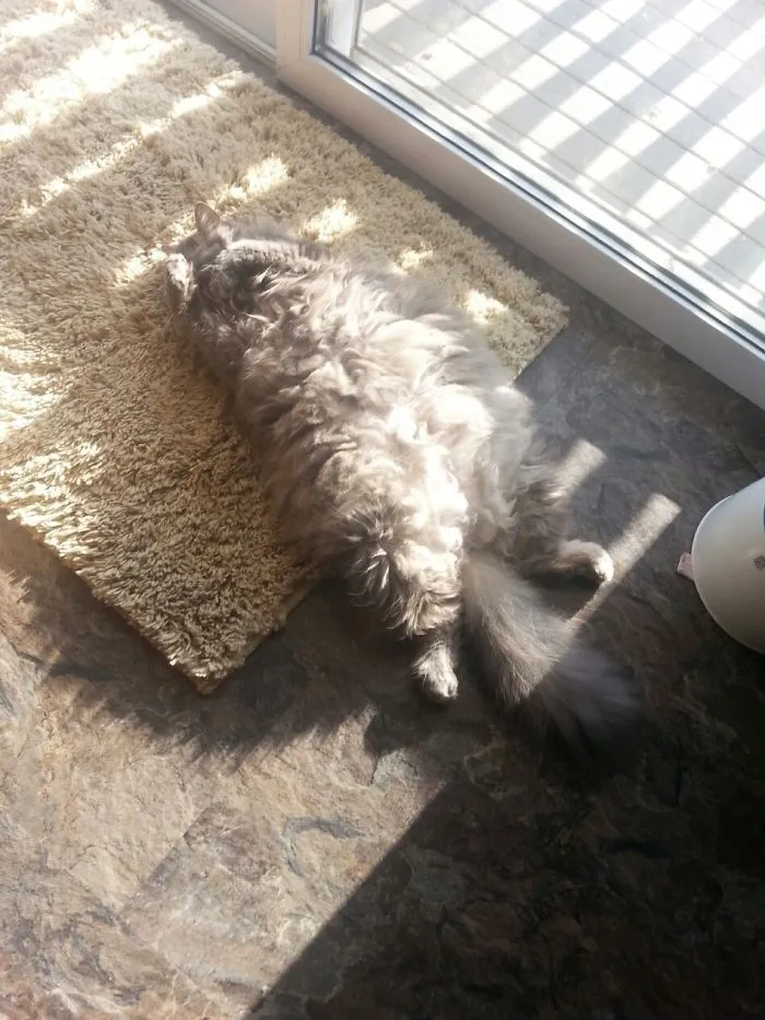 Walked Into The Kitchen To See My Cat Lying On Her Back Sun Bathing