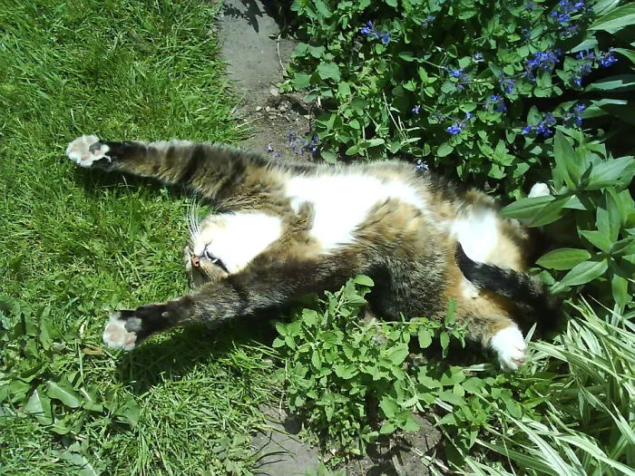 Just My Cat Enjoying Some Catnip In The Sun