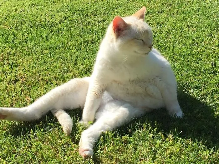 My Mom's Cat Likes To Sit In The Sun