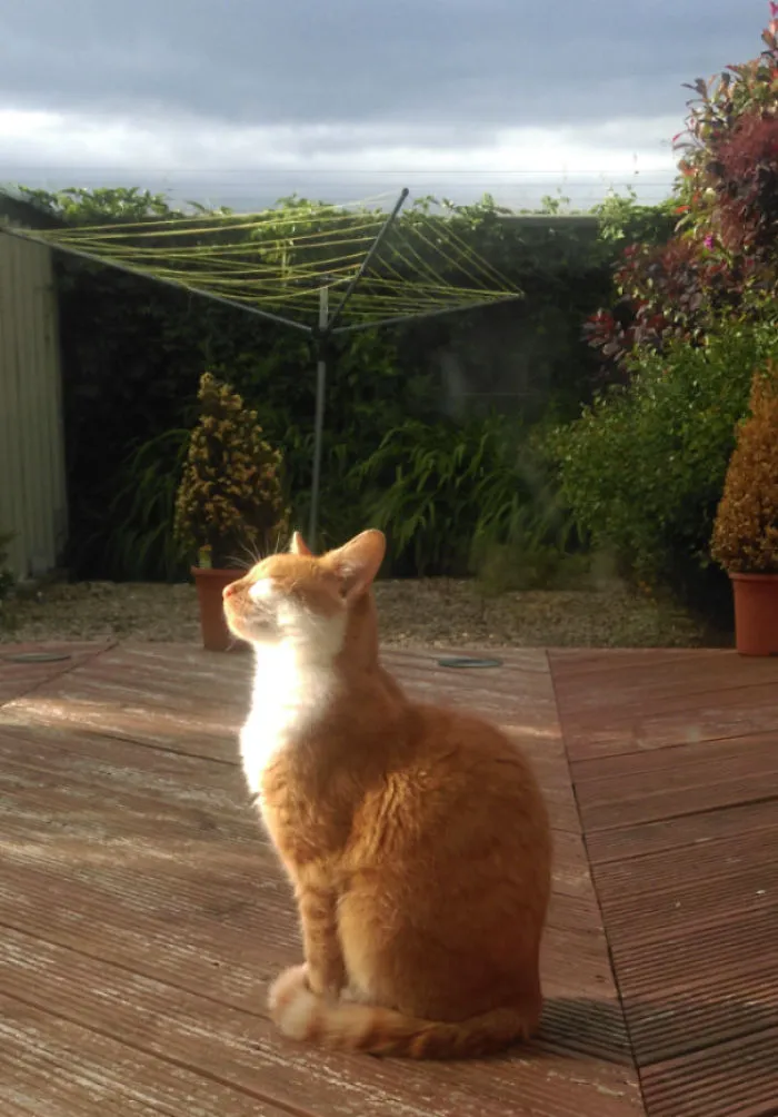 Brando Enjoying Some Rare Irish Sun