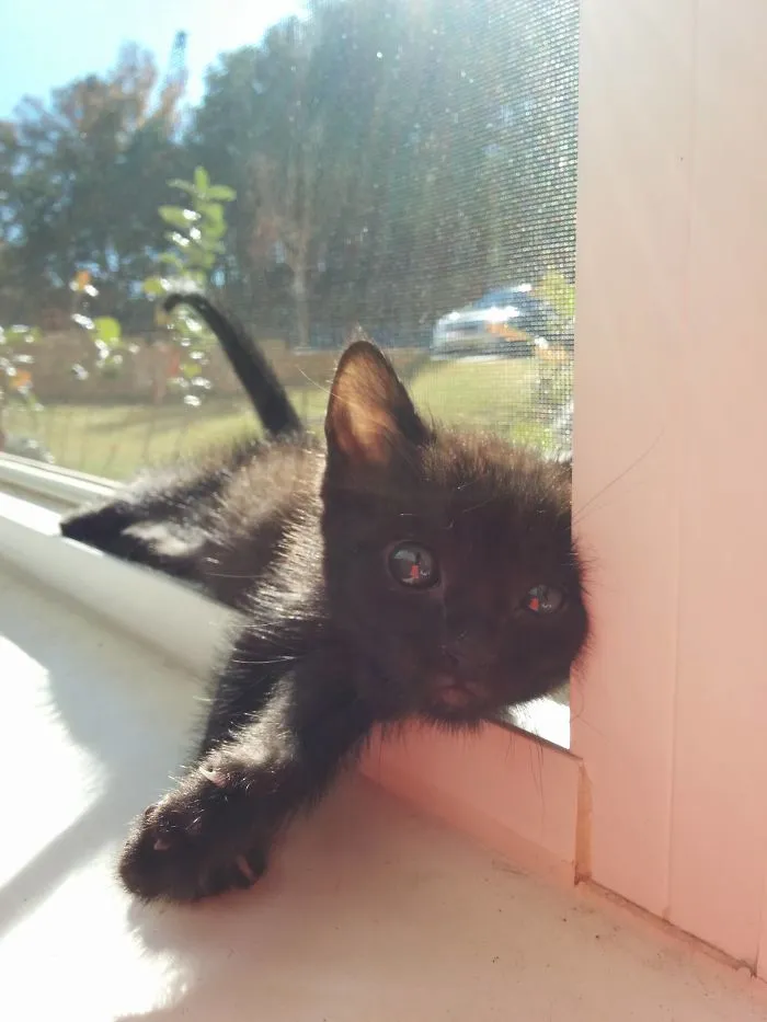 Lil Bear Soaking Up The Sun
