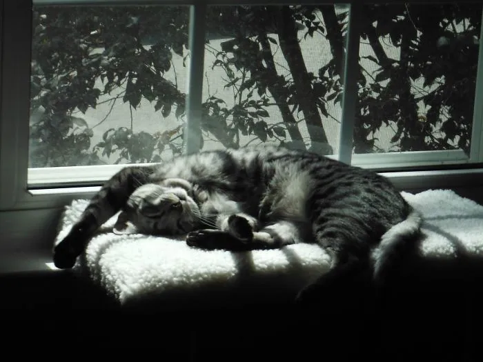 My Cat Aslan Gettin' Some Sun