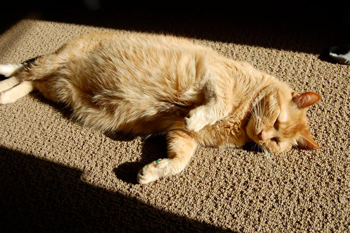 Sun Cat