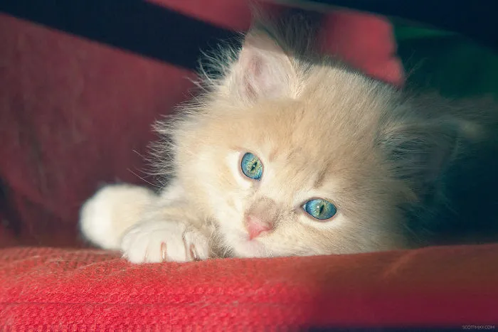 My Kitten Was Staring Into The Sun Like A Fool But I Was Able To Snap This Photo Showing Her Eyes Changing Slowly From Blue To Yellow