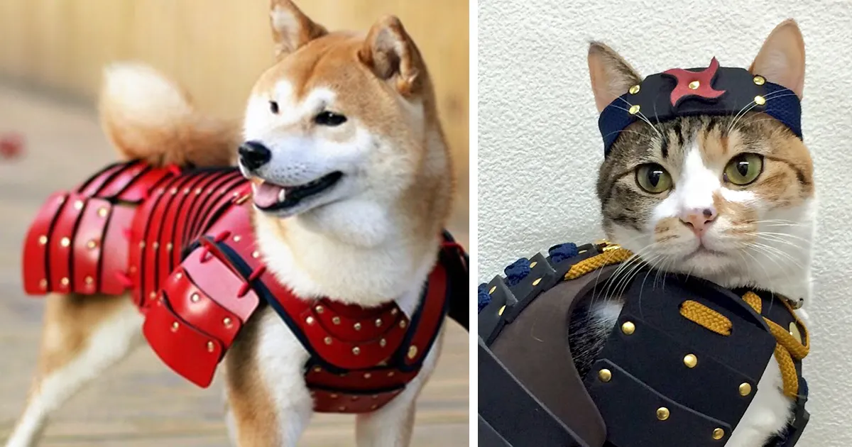Esta compañía japonesa fabrica armaduras de samurai para perros y gatos