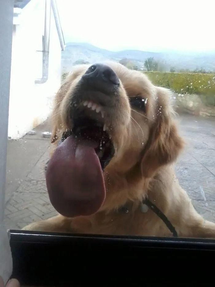 To Put It Lightly, My Friend's Dog Is Weird