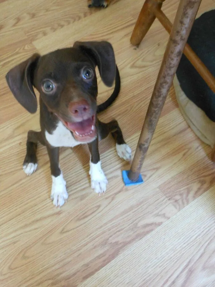 My Dog Is Weird