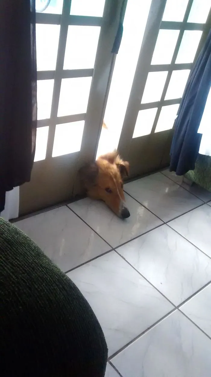 Weird Sleeping By Dog